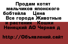 Продам котят мальчиков японского бобтейла. › Цена ­ 30 000 - Все города Животные и растения » Кошки   . Ненецкий АО,Черная д.